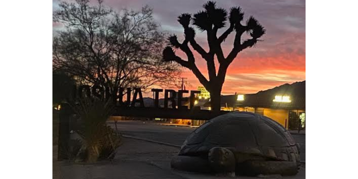 Mojave Agave